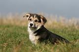 CORGI PEMBROKE 1127